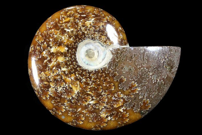 Polished, Agatized Ammonite (Cleoniceras) - Madagascar #88074